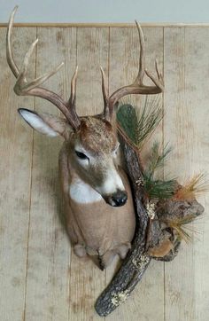 a deer head mounted on the wall next to a branch with pine cones and needles