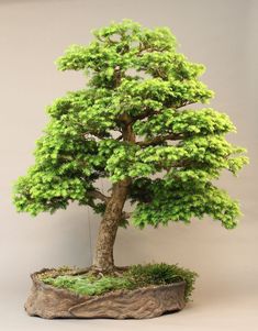 a bonsai tree is displayed on a table