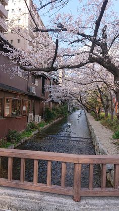 a wooden bench sitting next to a river under cherry blossom trees in front of buildings