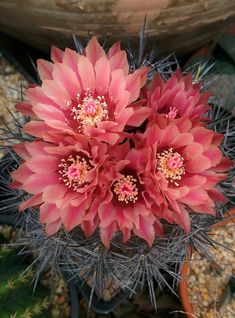 three pink flowers are blooming on the top of a cactus