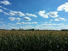 a field with tall grass and clouds in the sky