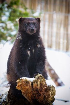 a brown bear sitting on top of a tree stump next to snow covered ground and trees