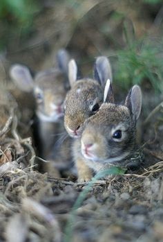 three baby rabbits are sitting in the grass and one is looking up at the camera