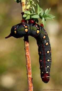 the caterpillar is hanging upside down on the plant