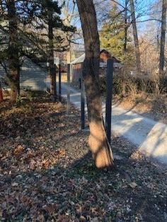 an empty path in the woods with trees and leaves on the ground next to it