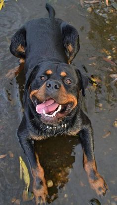 a black and brown dog laying on top of a body of water with its tongue hanging out