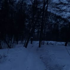 a trail in the woods is covered with snow at night, and there are no people on it