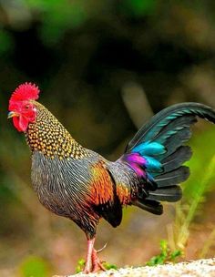 a colorful rooster is standing on the ground