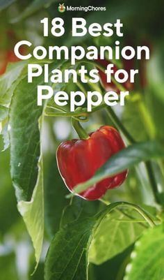 18 of the Best Pepper Companion Plants (and 3 of the Worst) Companion Plants For Peppers, Growing Capsicum, Growing Green Peppers, Carrot Companion Plants, Onion Companion Planting, Growing Jalapenos, Grow Peppers, Canning Peppers