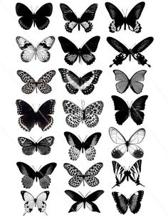 a collection of black and white butterflies