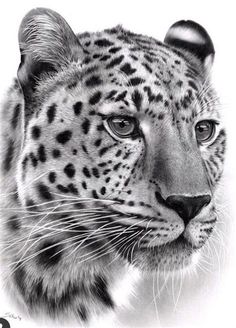 a black and white photo of a leopard's face