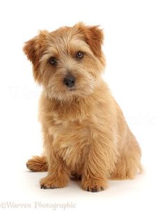 a small brown dog sitting on top of a white floor