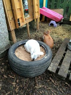 two small dogs are playing in the sand inside an old tire bed and another dog is looking on