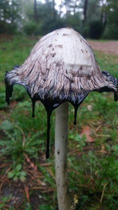 a mushroom that is covered in black liquid