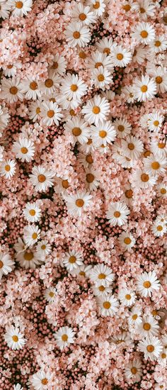 many white and pink daisies are scattered together