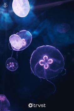 several jellyfish floating in the water with their lights on and one glowing blue, purple, and white