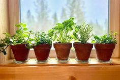 four potted plants sitting on top of a window sill