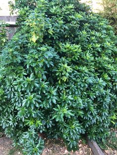 a bush with lots of green leaves in front of a building