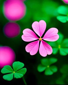 three pink flowers with green leaves in the background