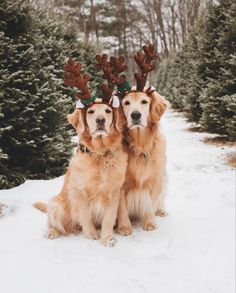 two golden retrievers wearing reindeer antlers in the snow with pine trees behind them