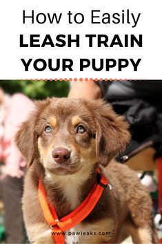 a brown dog wearing an orange collar with the words how to easily leash train your puppy