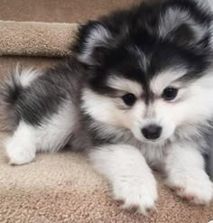 a small dog sitting on top of a carpeted stair case next to a hand rail