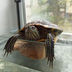 a small turtle sitting on top of a glass table next to a window sill