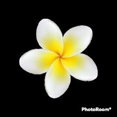 a white and yellow flower on a white background