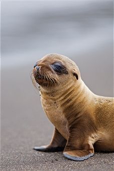 an animal that is laying down on the ground