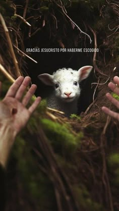 two hands reaching out from the ground to touch a sheep's head in a forest