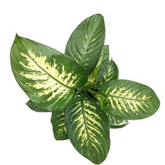 a green plant with yellow stripes on it