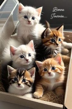 a group of kittens are sitting in a box