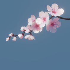 pink flowers are blooming on a branch against a blue sky