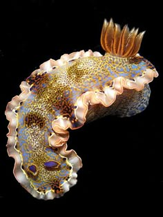 an animal that is sitting on top of some kind of black surface with orange and blue accents