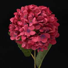 a pink flower with green leaves on a black background