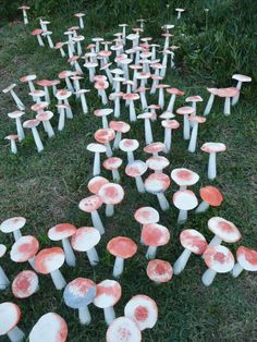 many red and white mushrooms in the grass