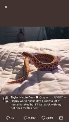 a small snake is laying on top of a bed with the caption taylor nicole dean