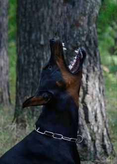 a black and brown dog with its mouth open standing in the grass next to a tree