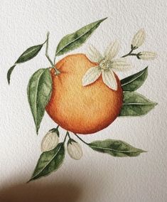 watercolor painting of an orange with leaves and flowers