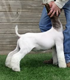 a small white dog standing on top of a lush green grass covered field next to a person