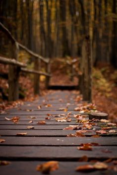 a wooden walkway in the woods with leaves on it