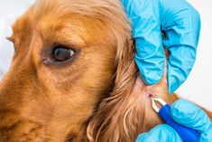 a dog getting his teeth brushed by a veterinator in blue gloves and rubber gloves