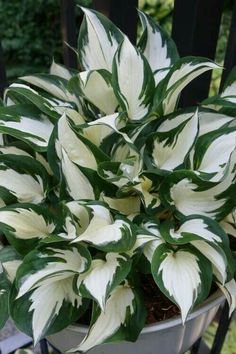 a potted plant with white and green leaves in it sitting on a chair rail