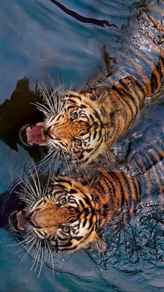 Pretty Animals, Animal Wallpaper, Funny Animal, 귀여운 동물, Big Cats, Wall Collage, Aesthetic Art, Wallpaper Iphone, Tigers