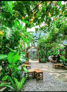 people are sitting at wooden benches in the middle of a garden area with trees and plants