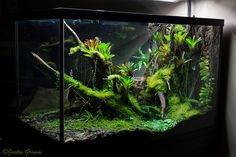 an aquarium with moss and plants in it