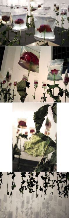 three different images of flowers in vases and on the ground, with one being blown up