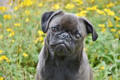 a small black pug standing in the grass with yellow flowers behind it and looking at the camera