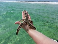 a person holding a starfish in their hand over the water at an ocean beach