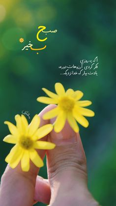 two yellow flowers being held by someone's hand with arabic writing on the background